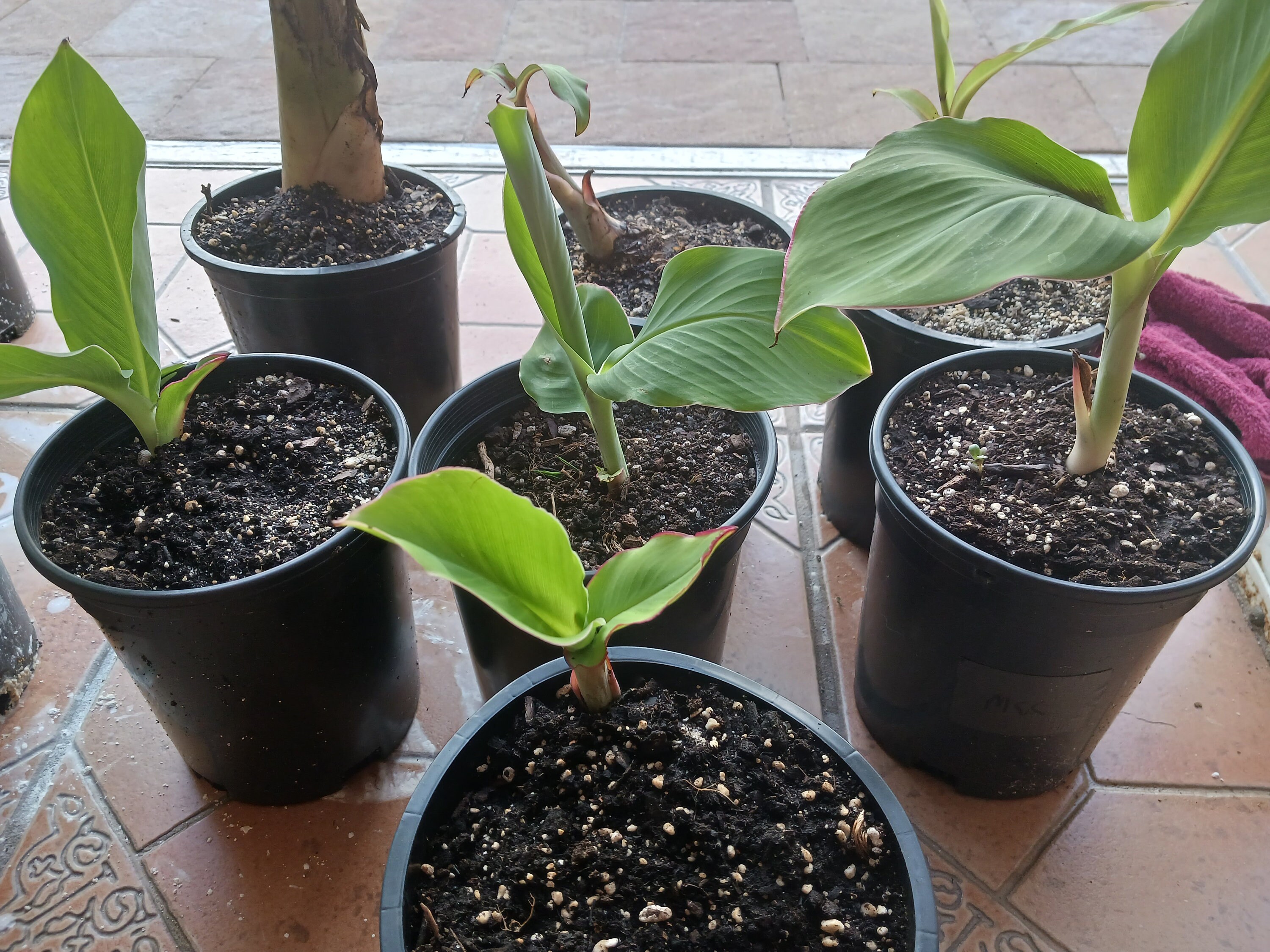 Ice Cream Banana Plant (blue Java) Organic 1 Gallon - Etsy