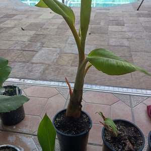 May include: A close-up of a potted banana plant with green leaves and a red stem. The plant is in a black pot and is sitting on a tiled floor. There are other potted plants in the background.
