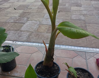 Blue Java Ice Cream Banana Musa Plant - Etsy