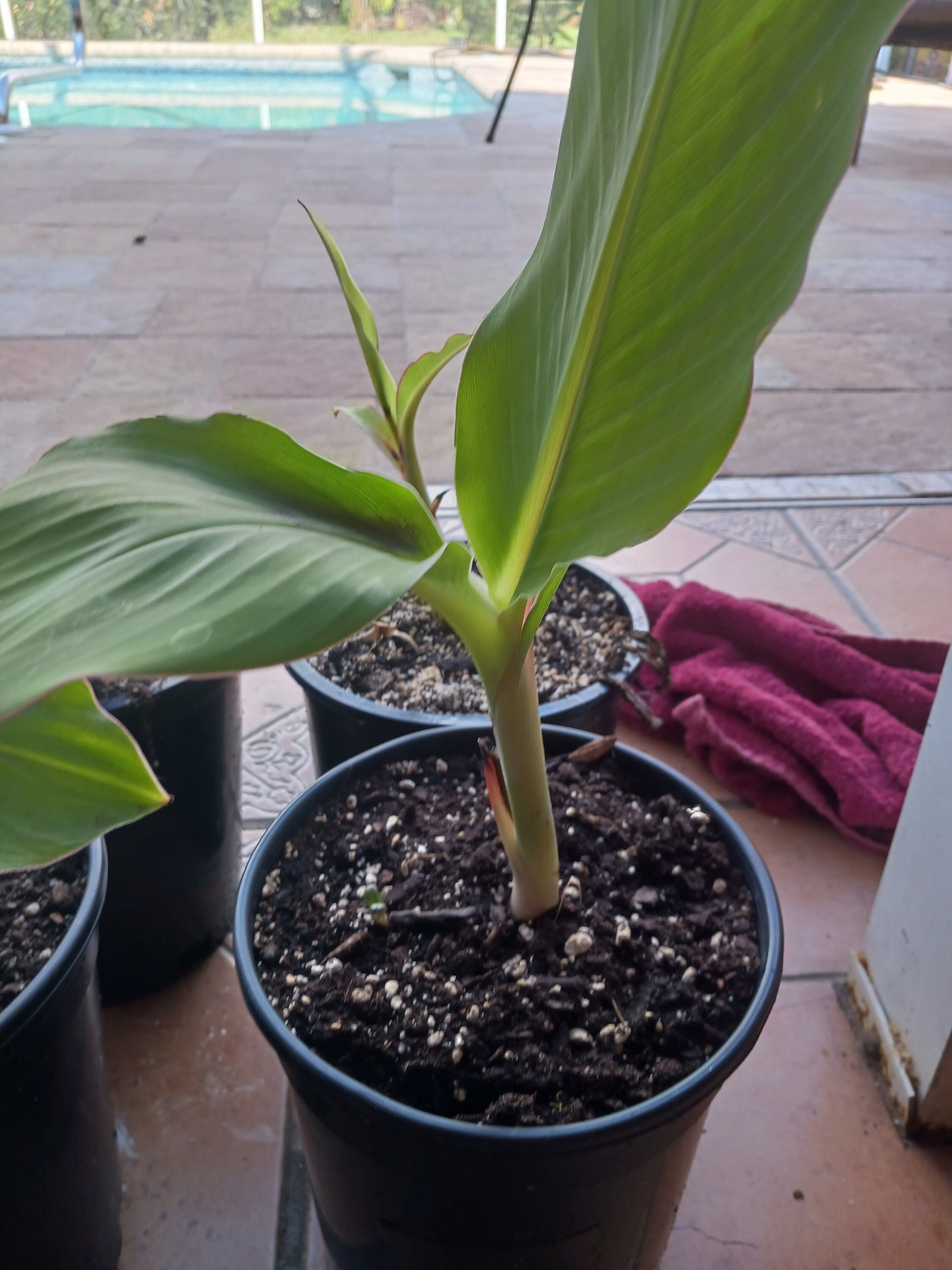 Ice Cream Banana Plant (blue Java) Organic 1 Gallon - Etsy