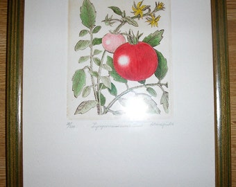 Vintage Original Etching Botanical Horticulture Red Pink Tomatoes Signed Numbered Limited Edition Anne Stromquist Framed Aquarti Italy Print