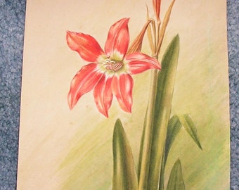 Vintage Amaryllis Barbados Botanical Horticulture Lily Garden Flower Original Watercolor Painting Frances W. Horne American Listed Artist