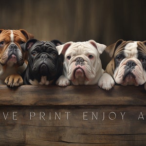 English bulldogs