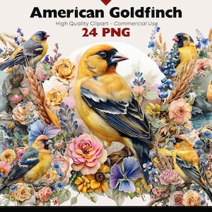 American Goldfinch Clipart Bundle Watercolor Bird Graphics Digital Download Nature Png Clipart Wildlife Paper Crafts Scrapbooking