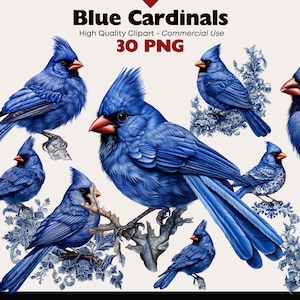 Weihnachten Blau Kardinal Clipart Bundle, Wintervogel Aquarell, Vögel PNG, Vögel auf Zweigen Grafiken, Kardinal PNG Digital Download Vogel