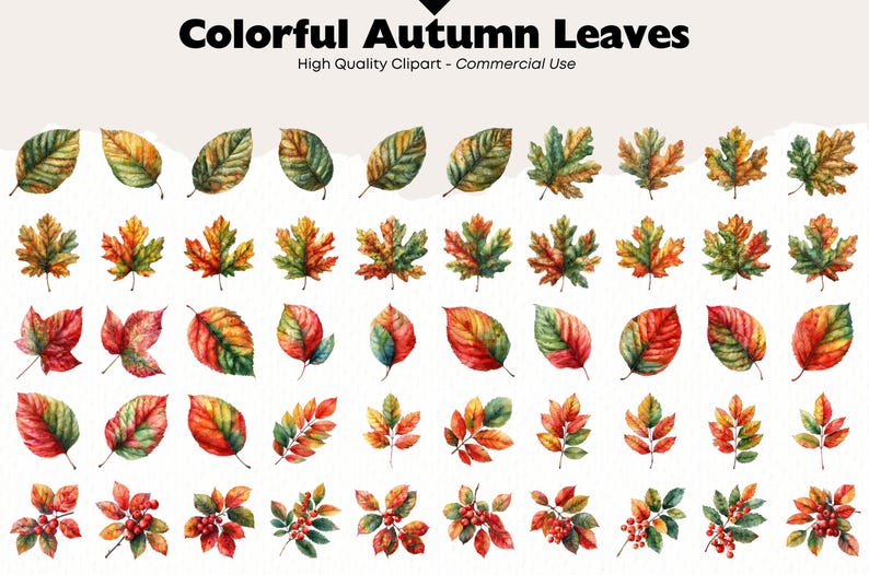 Autumn Leaves Watercolor Clipart Bundle Fall Watercolor Maple Leaf Png ...