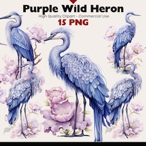 Clipartbundel paarse reiger, aquarel reiger, wilde vogels png, dieren in het wild graphics, blauwe reiger png, vogels png, digitale download, vogel plakboek