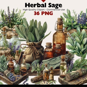 Pacote de clipart de sálvia de ervas, aquarela de boticário de ervas, ervas frescas PNG para impressão, download digital de óleo de sálvia, remédios naturais PNG