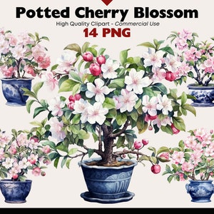 Klipart z doniczkowym drzewem wiśniowym, wysokiej jakości rośliną PNG, akwarelowym kwiatem wiśni, cyfrową grafiką drzewa Sakura, kwitnącymi roślinami kwiatowymi