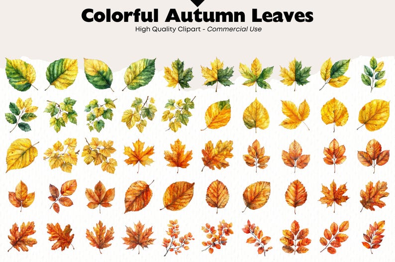 Autumn Leaves Watercolor Clipart Bundle Fall Watercolor Maple Leaf Png ...