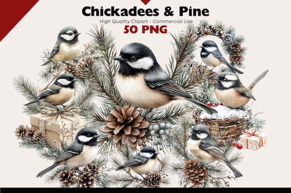 Winter Chickadee on Pine Branch Clipart Bundle Watercolor Winter Pine PNG Holiday Bird Decorations Graphics Christmas Watercolor Elements