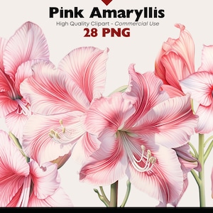 Christmas Amaryllis Clip Art Bundle, Watercolor Amaryllis, Pink Amaryllis PNG, Amaryllis Bouqet Digital Images, Pink Christmas Flower Images