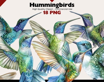 Kolibri Clipart Bundle, Colibri Aquarell Grafiken, Natur Clipart, kleiner Vogel Png digitaler Download, Colibri Png Papiermodelle, Scrapbook