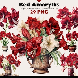Christmas Amaryllis Clip Art Bundle, Watercolor Amaryllis, Red Amaryllis PNG, Amaryllis Bouqet Digital Images, Red Christmas Flower Images