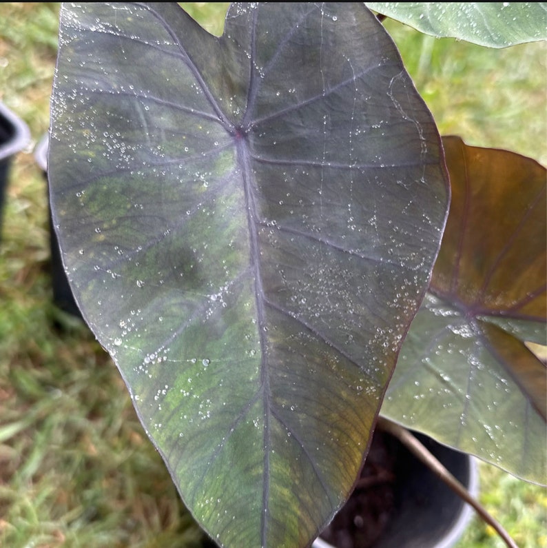 Puede incluir: Una hoja grande de color verde oscuro con forma de coraz&oacute;n y una vena prominente que recorre el centro. La hoja est&aacute; cubierta de peque&ntilde;as gotas de agua transparentes.