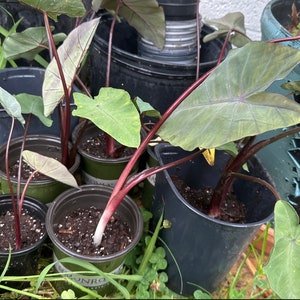 Planta oreja de elefante mágica negra Colocasia esculenta Bulbo, rizoma, tubérculo imagen 4