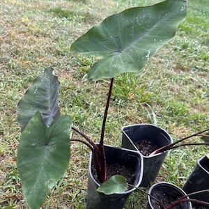 Black magic elephant  ear plant Colocasia Esculenta Bulb, Rhizome, Tuber