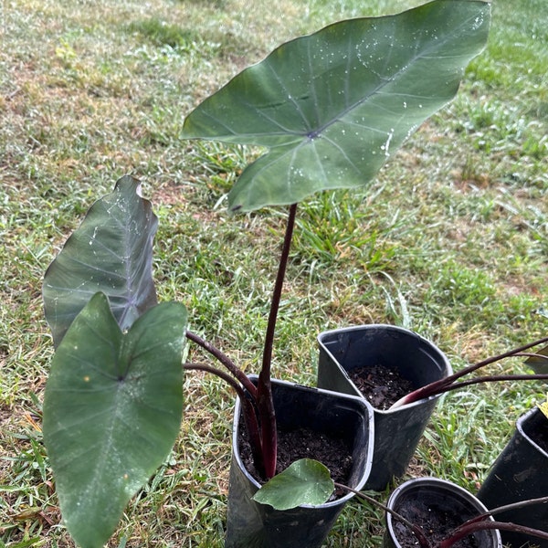 Black magic elephant  ear plant Colocasia Esculenta Bulb, Rhizome, Tuber