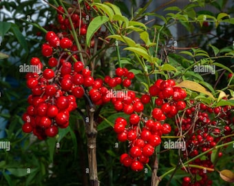 Nandina domestica heavenly bamboo single bare root plant