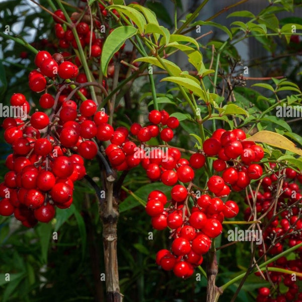 Nandina domestica heavenly bamboo single bare root plant