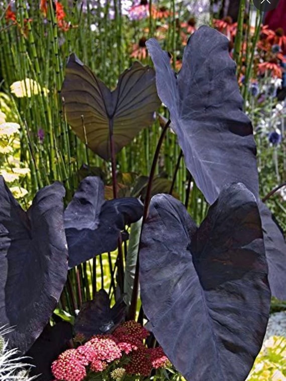 Black Magic Elephant Ear Plant Colocasia Esculenta Bulb, Rhizome