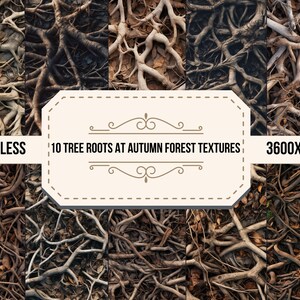 Texture fotografiche con radici della foresta autunnale, motivi digitali terreno forestale del tardo autunno, sfondi autunnali per la fotografia, carta digitale autunnale con radici degli alberi