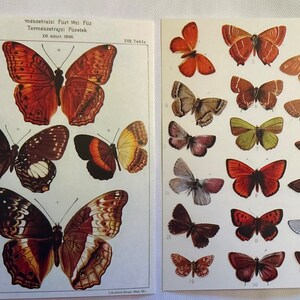 Cartes postales botaniques vintage - lot de 8