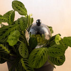May include: A clear glass globe with a silver top sits on top of a green plant with large, patterned leaves. The globe is filled with water and has a small amount of sediment at the bottom.