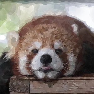 Printable Red Panda 69&quot; Painting