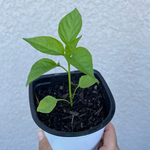 Sweet Mini Pepper Plant | Starter Live Plants | Vegetable Garden