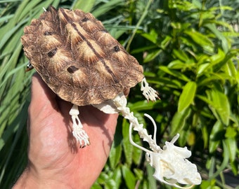 Mata Mata skeleton