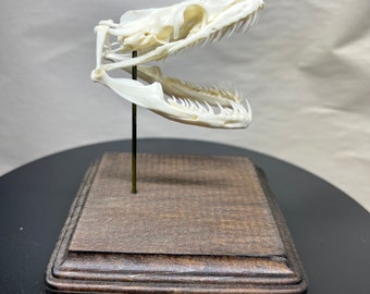 Boa skull