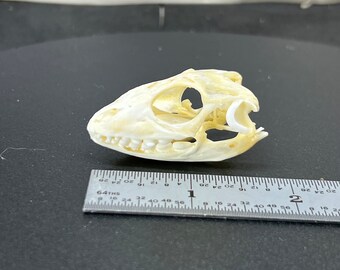 Caiman lizard skull