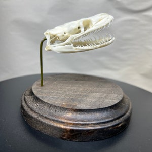 May include: A white snake skull with visible sharp teeth mounted on a thin brass-colored metal rod. The skull is positioned horizontally and is attached to a circular, dark-stained wooden base with a beveled edge and a smooth, polished finish.