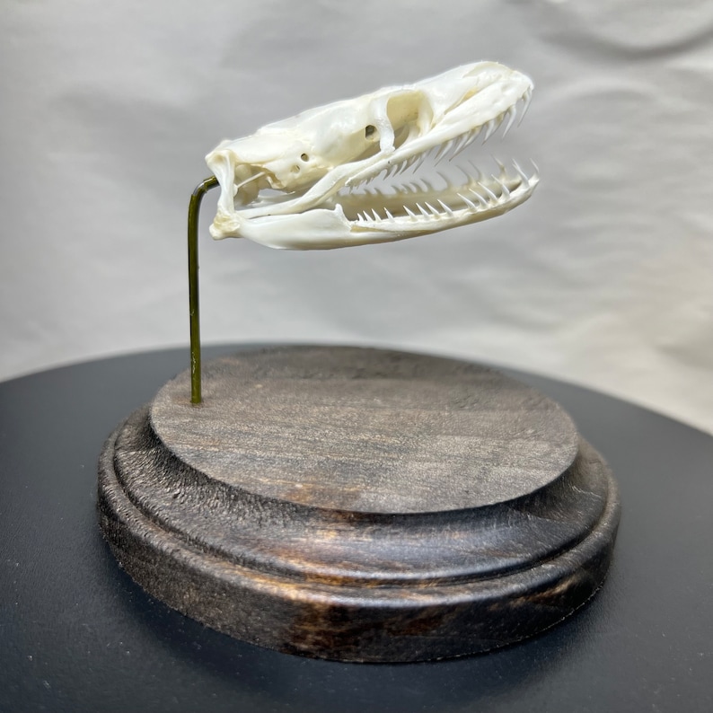 K&ouml;nnte beinhalten: Ein wei&szlig;er Schlangensch&auml;del mit sichtbaren scharfen Z&auml;hnen, montiert auf einem d&uuml;nnen messingfarbenen Metallstab. Der Sch&auml;del ist horizontal ausgerichtet und auf einem runden, dunkel gebeizten Holzsockel mit abgeschr&auml;gter Kante befestigt.