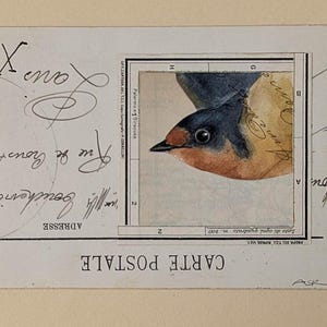 barn swallow carte postale