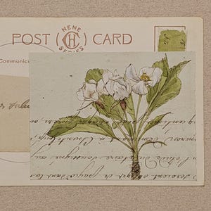cartão postal de maçã silvestre