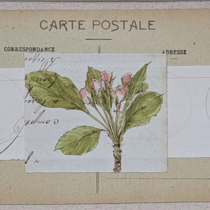 crab apple carte postale