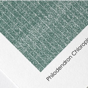May include: A close-up of a green textured paper with the text "Philodendron Chloroplast - 168.6kbp" printed on it. The text "PAPER QUALITY" is at the top of the image. The text "BIO PIXEL PRINTS" is at the top right of the image. The text below the image reads: "All Prints are printed on museum exhibition quality Fine Art Matte Paper using archival inks. The 240gsm weight and deep ink colour gives the print the perfect authentic, high quality feel."