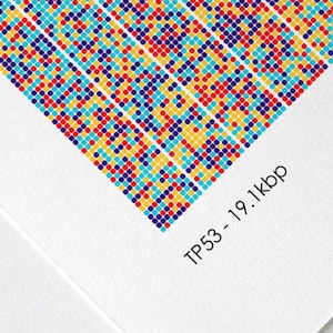 May include: A close-up of a white, textured paper with a colorful pixelated image in the top left corner. The text "PAPER QUALITY" is in black at the top of the image. The text "BIO PIXEL PRINTS" is in black at the top right of the image. The text "TP53-19.1kbp" is in black at the bottom right of the image. The text "All Prints are printed on museum exhibition quality Fine Art Matte Paper using archival inks." is in black at the bottom of the image. The text "The 240gsm weight and deep ink colour gives the print the perfect authentic, high quality feel." is in black at the bottom of the image.