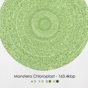 Pode incluir: Uma impressão emoldurada de um círculo verde com anéis concêntricos, representando o cloroplasto de Monstera - 163,4 kbp. A impressão inclui uma chave com círculos coloridos que representam os nucleotídeos A, T, G e C.