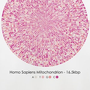 Puede incluir: Una representación gráfica circular del mitocondrio Homo sapiens, con un esquema de color rosa, rojo y blanco. El gráfico está etiquetado como "Homo Sapiens Mitochondrion - 16.5kbp" e incluye una clave con las letras A, T, G y C, cada una representada por un color diferente.