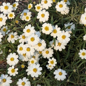 Blackfoot Daisy RARE Texas Native Wildflower seeds, Melampodium leucanthum. Packet of 25+ Organic seeds. FREE SHIPPING