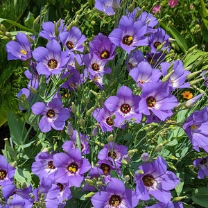Texas Bluebell Wildflower Seeds, Eustoma Grandiflorum. Packet of 500