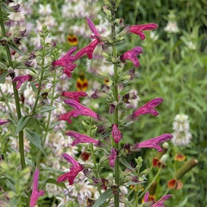 Big Red Sage VERY RARE Texas Native Wildflower seeds, Salvia pentstemonoides.  Packet of 12 Organic seeds. FREE Shipping