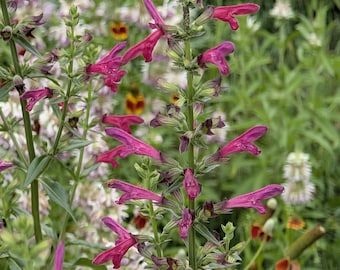 Big Red Sage VERY RARE Texas Native Wildflower seeds, Salvia pentstemonoides.  Packet of 15 Organic seeds. FREE Shipping