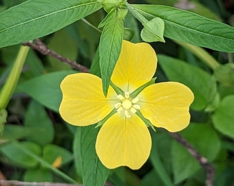 Water Primrose Texas Wildflower seeds, Ludwigia octovalvis. Sphinx moth host plant. Packet of 100+ seeds.  FREE SHIPPING