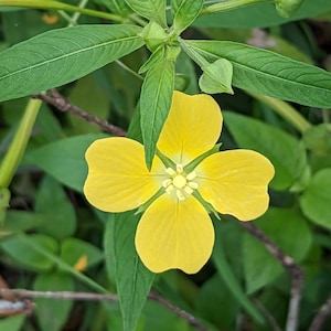 Water Primrose Texas Wildflower seeds, Ludwigia octovalvis. Sphinx moth host plant. Packet of 100+ Organic seeds.  FREE SHIPPING