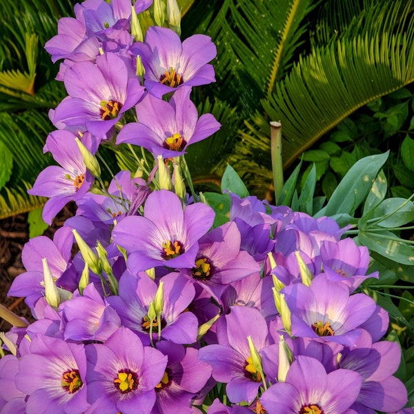 Texas Bluebell Wildflower seeds, Eustoma grandiflorum. Packet of 500+ seeds.  FREE SHIPPING