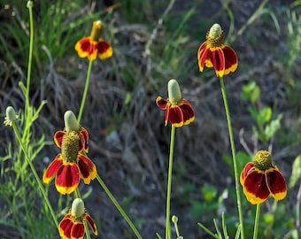 Mexican Hat Texas Wildflower seeds, Ratibida columnifera. Packet of 100+ Organic seeds.  FREE SHIPPING
